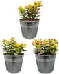 Succulenten- Crassula Minor - ↕15-20cm (3 Stuks) - Zonder pot