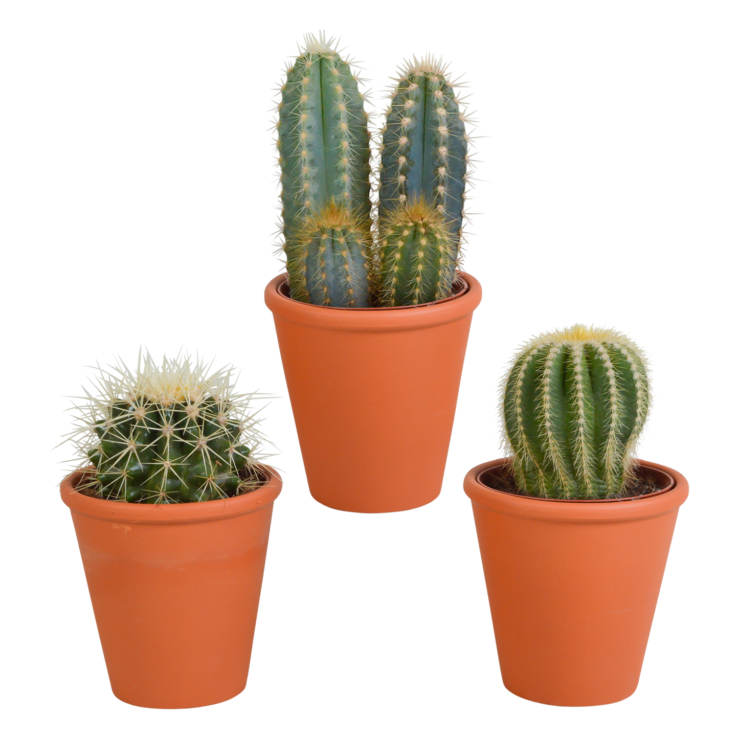 Cactus mix ↕13-18cm (3 Stuks) - in witte pot