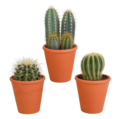 Cactus mix ↕13-18cm (3 Stuks) - in witte pot