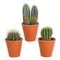 Cactus mix ↕13-18cm (3 Stuks) - in witte pot