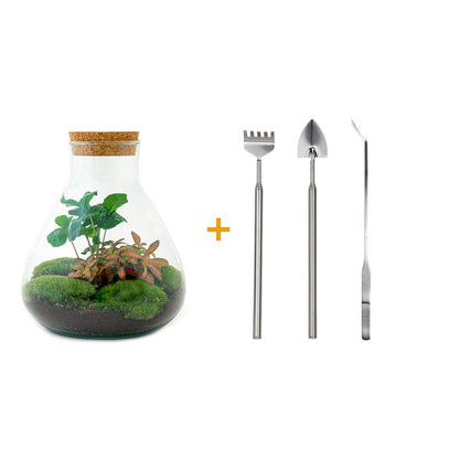 DIY terrarium - Sammie Coffea - ↕ 27 cm - Rake + Shovel + Tweezer + Scissors