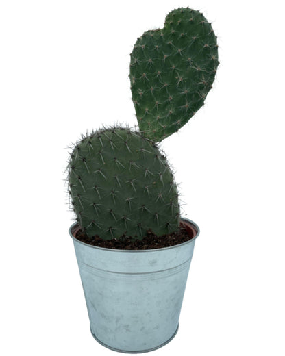 Cactus- Opuntia Vijgcactus - ↕30-40cm - Zonder pot