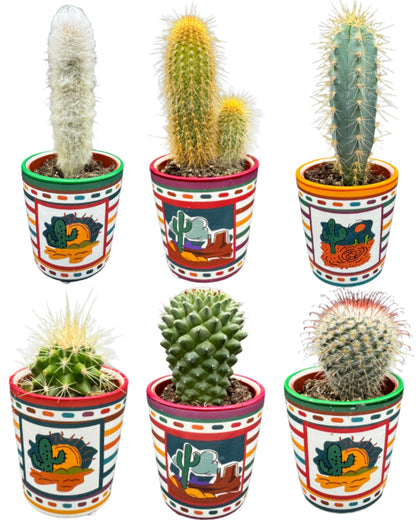 Cactus Mix - ↕8-15cm (6 Stuks) - Zonder pot