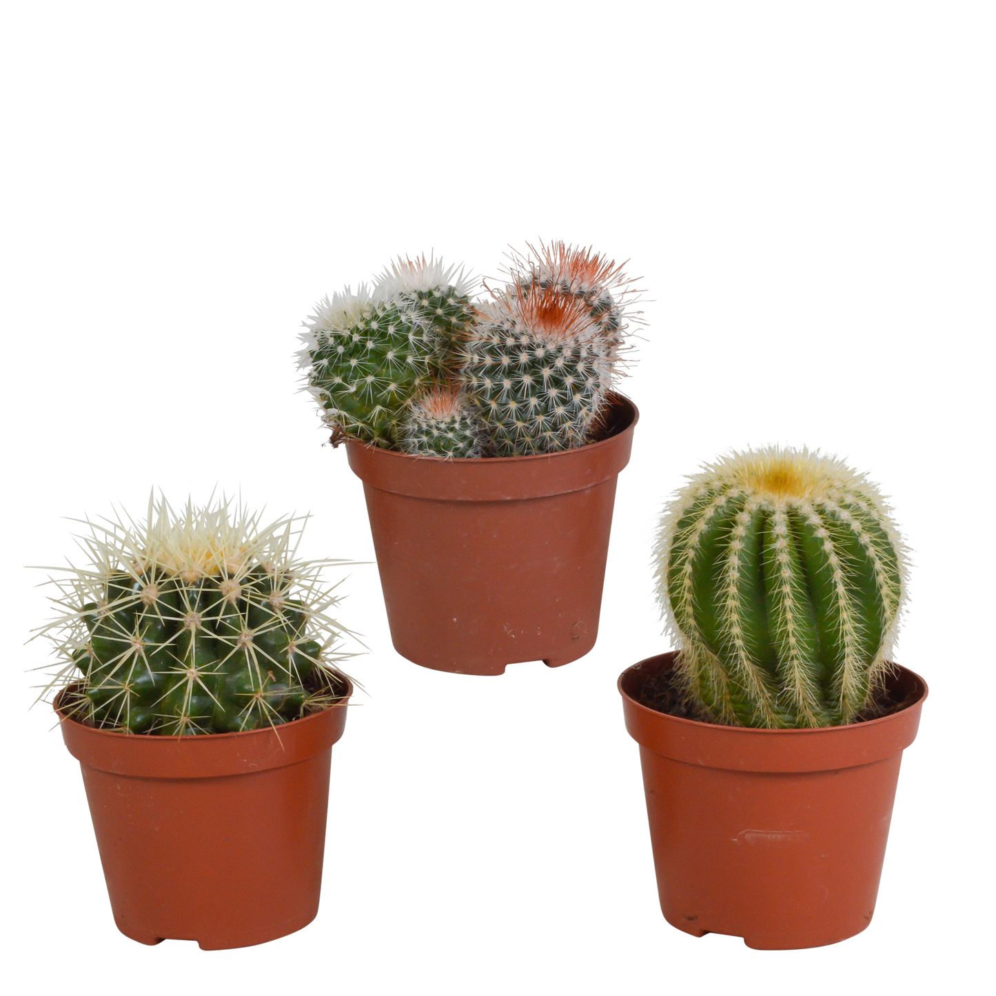 Bolcactus mix ↕12-20cm | 3 stuks - in witte pot