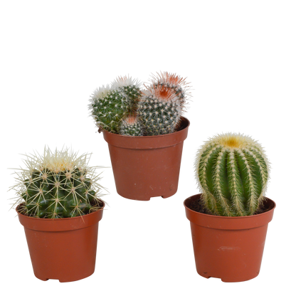 Bolcactus mix ↕12-20cm | 3 stuks - in witte pot