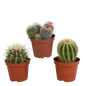 Bolcactus mix ↕12-20cm | 3 stuks - in witte pot