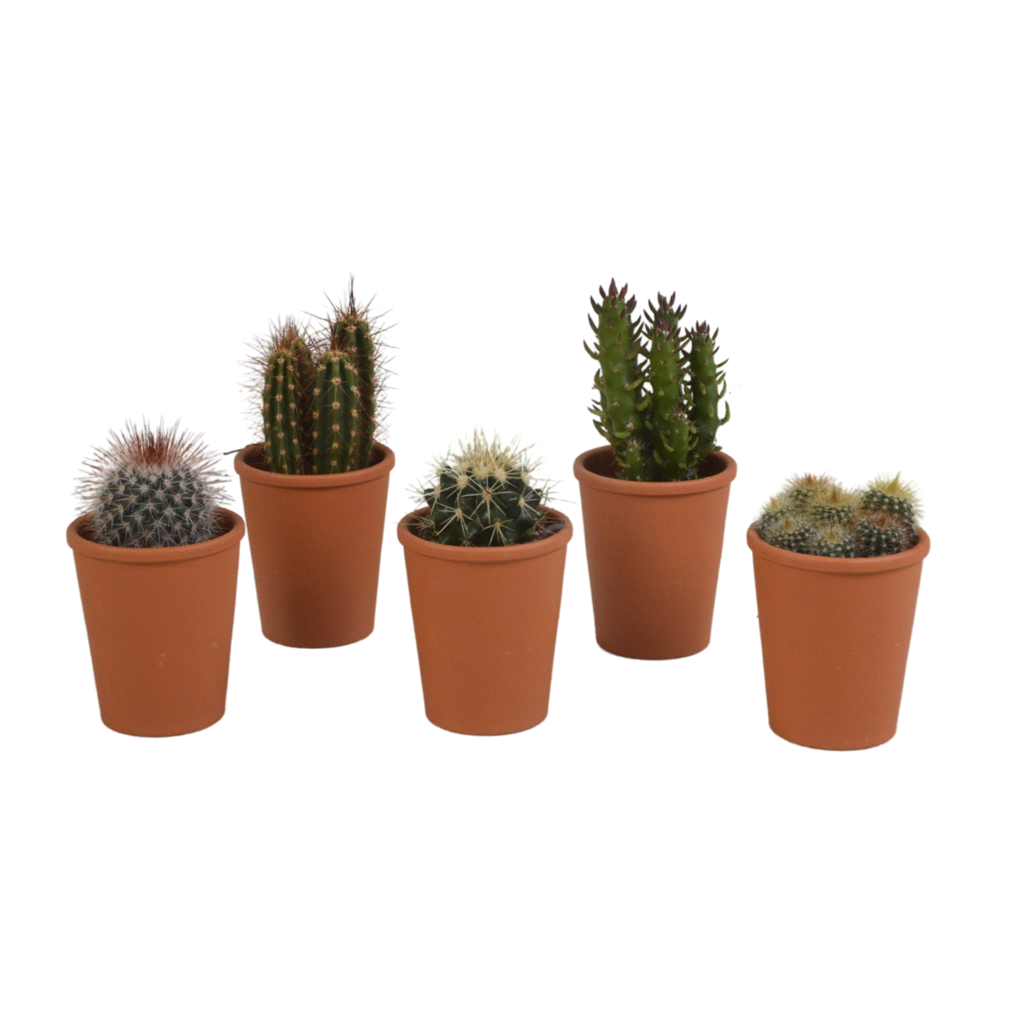 Cactus mix ↕10-15cm (5 Stuks) - in gekleurde plastic pot