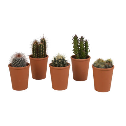 Cactus mix ↕10-15cm (5 Stuks) - in gekleurde plastic pot