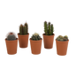 Cactus mix ↕10-15cm (5 Stuks) - in gekleurde plastic pot