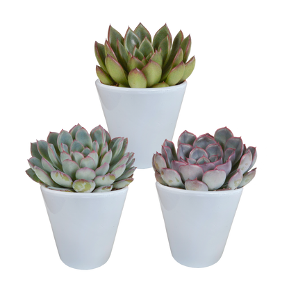 Echeveria mix (3 stuks) - ↕12-15cm - in terracotta pot