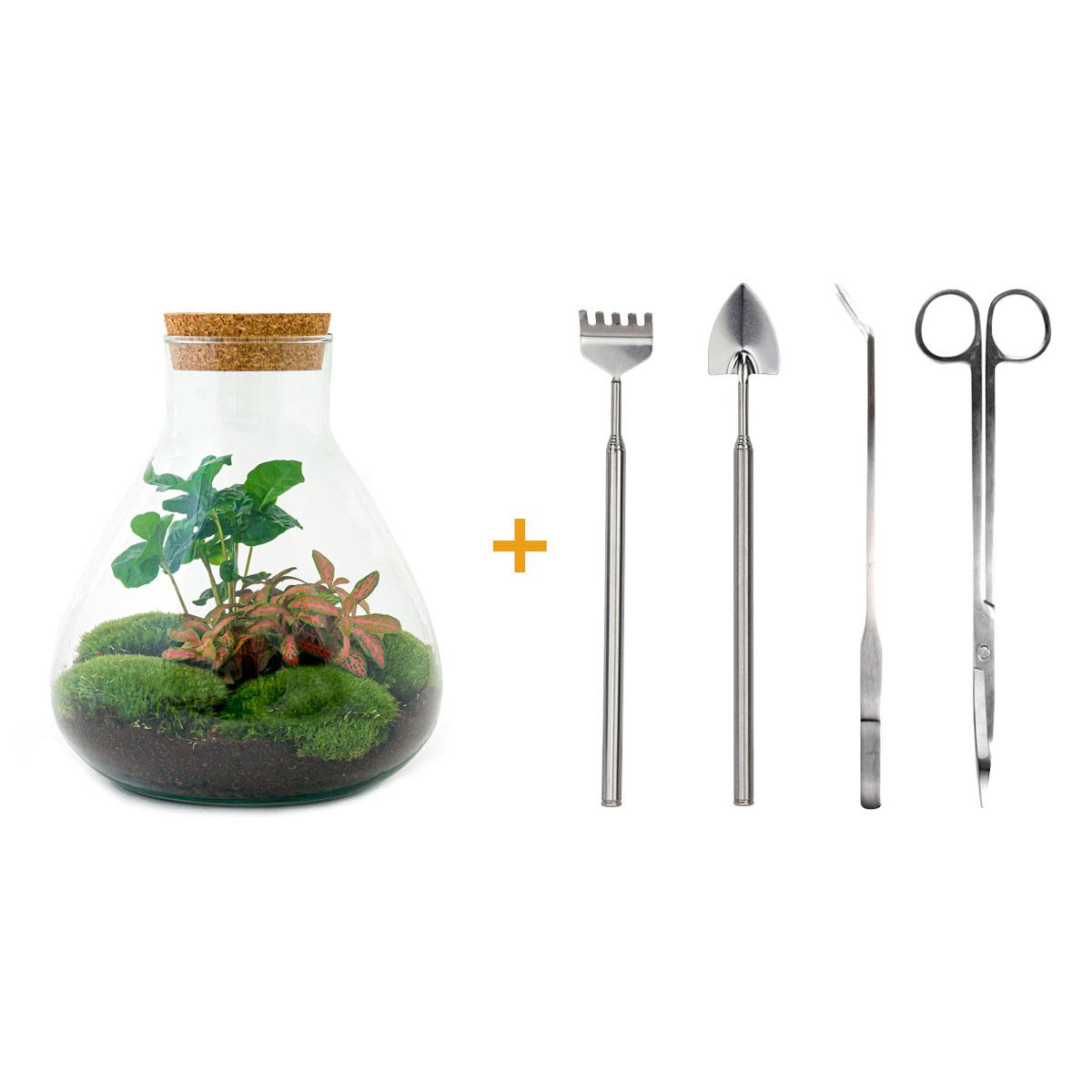 DIY terrarium - Sammie Coffea - ↕ 27 cm - Rake + Shovel + Tweezer