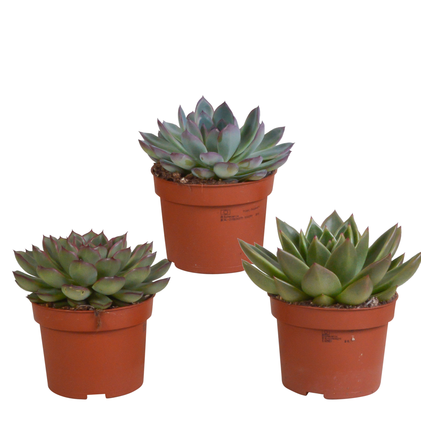 Echeveria mix (3 stuks) - in terracotta pot