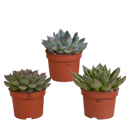 Echeveria mix (3 stuks) - in terracotta pot