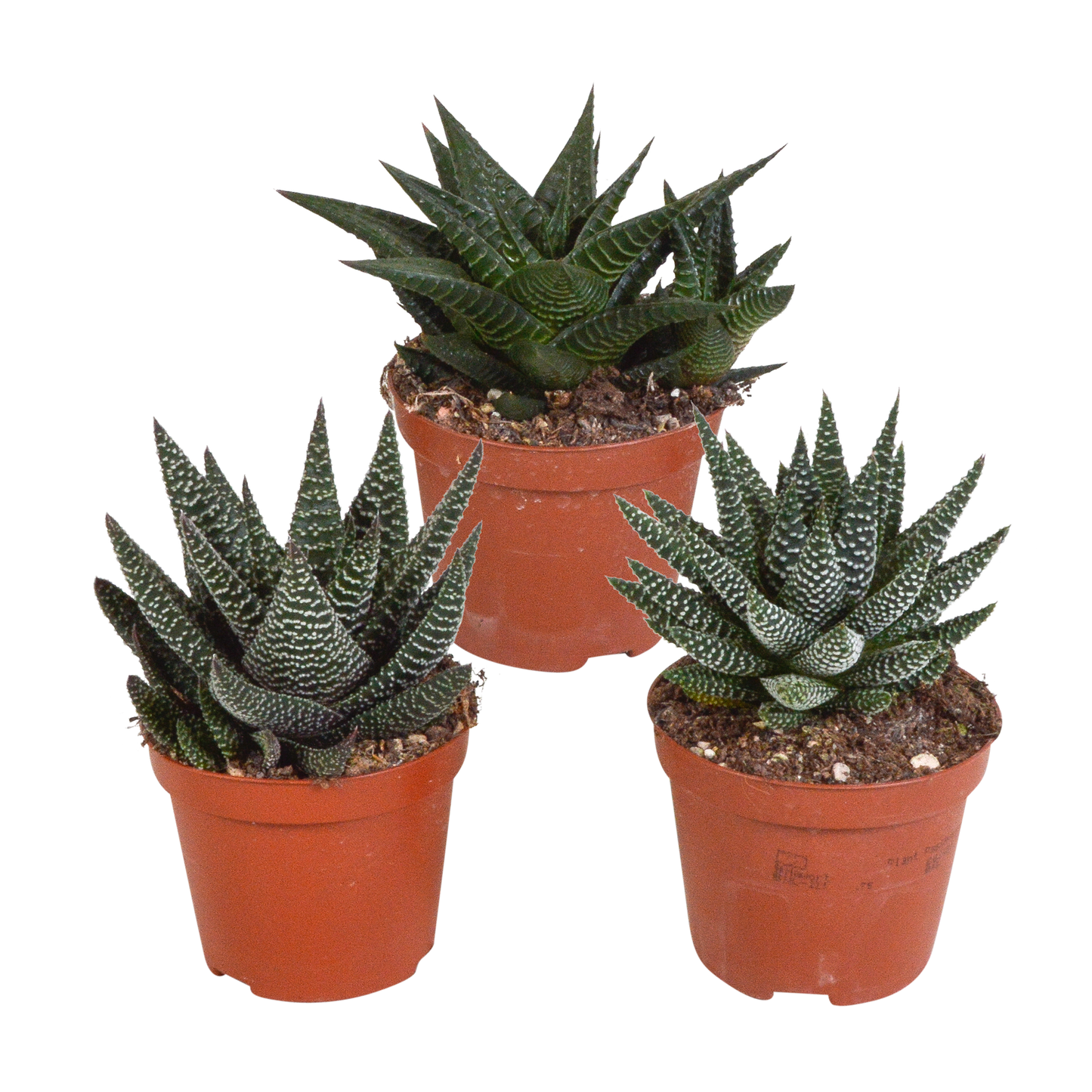 Gasteria/Haworthia mix (3 stuks) - ↕13-18cm - in witte pot