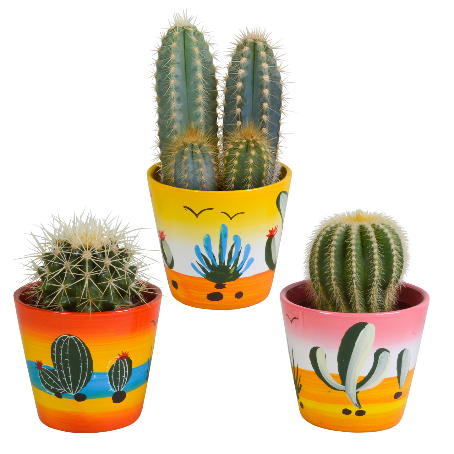 Cactus mix ↕13-18cm (3 Stuks) - in terracotta pot