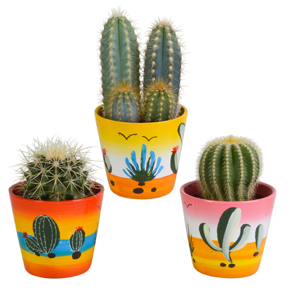 Cactus mix ↕13-18cm (3 Stuks) - in terracotta pot