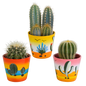 Cactus mix ↕13-18cm (3 Stuks) - in terracotta pot