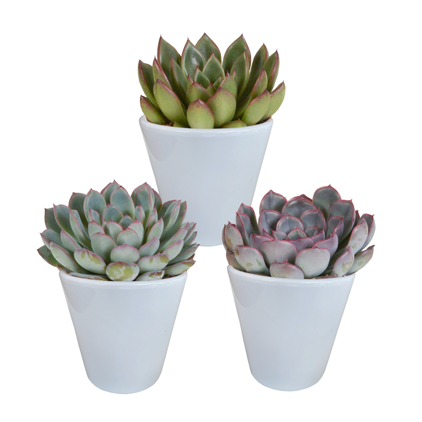 Echeveria mix (3 stuks) - ↕12-15cm - in Mexicaanse pot