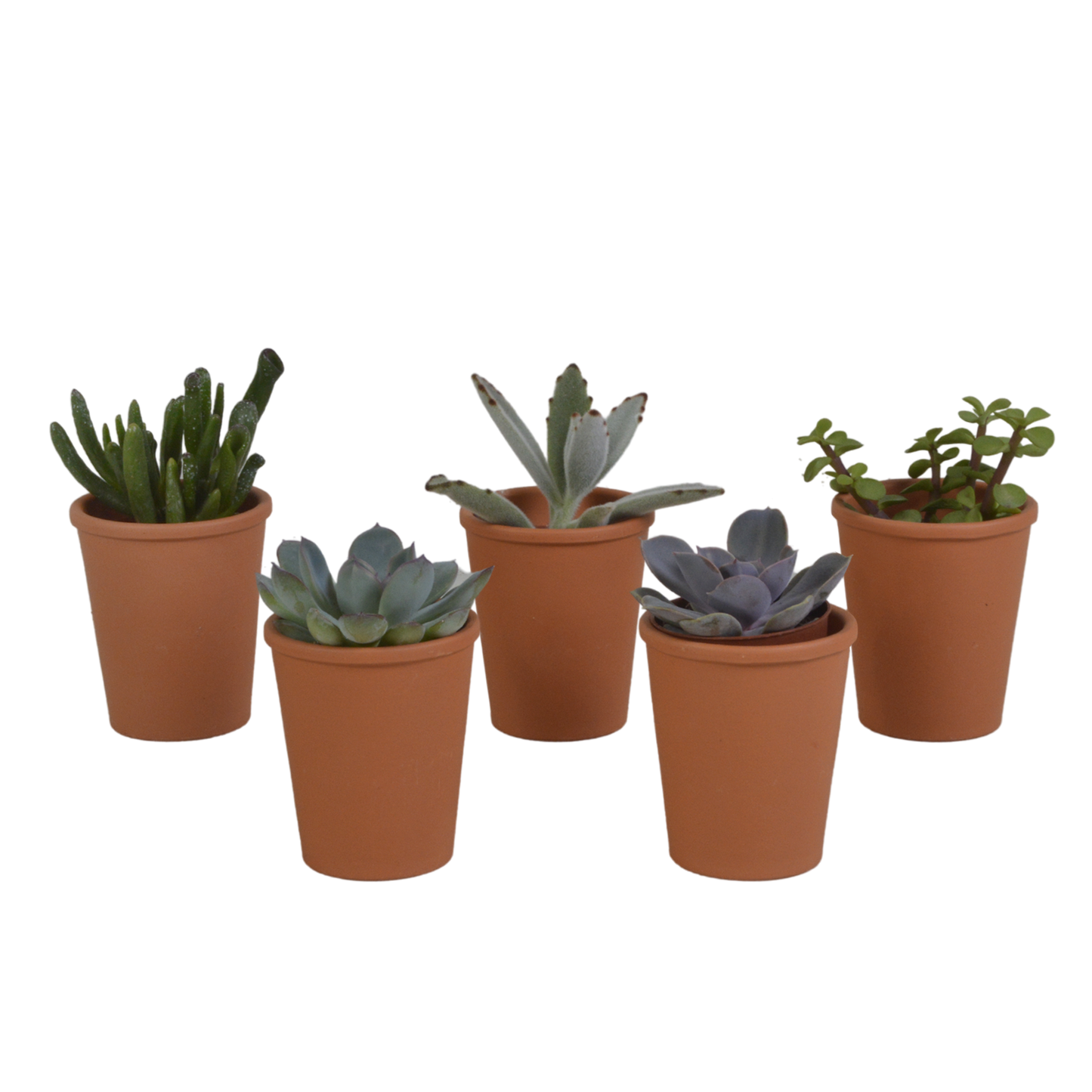 Vetplanten mix ↕10-15cm (5 Stuks) - in gekleurde plastic pot