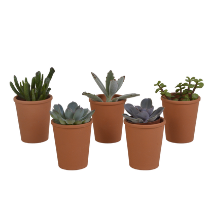 Vetplanten mix ↕10-15cm (5 Stuks) - in gekleurde plastic pot