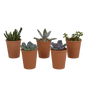 Vetplanten mix ↕10-15cm (5 Stuks) - in gekleurde plastic pot