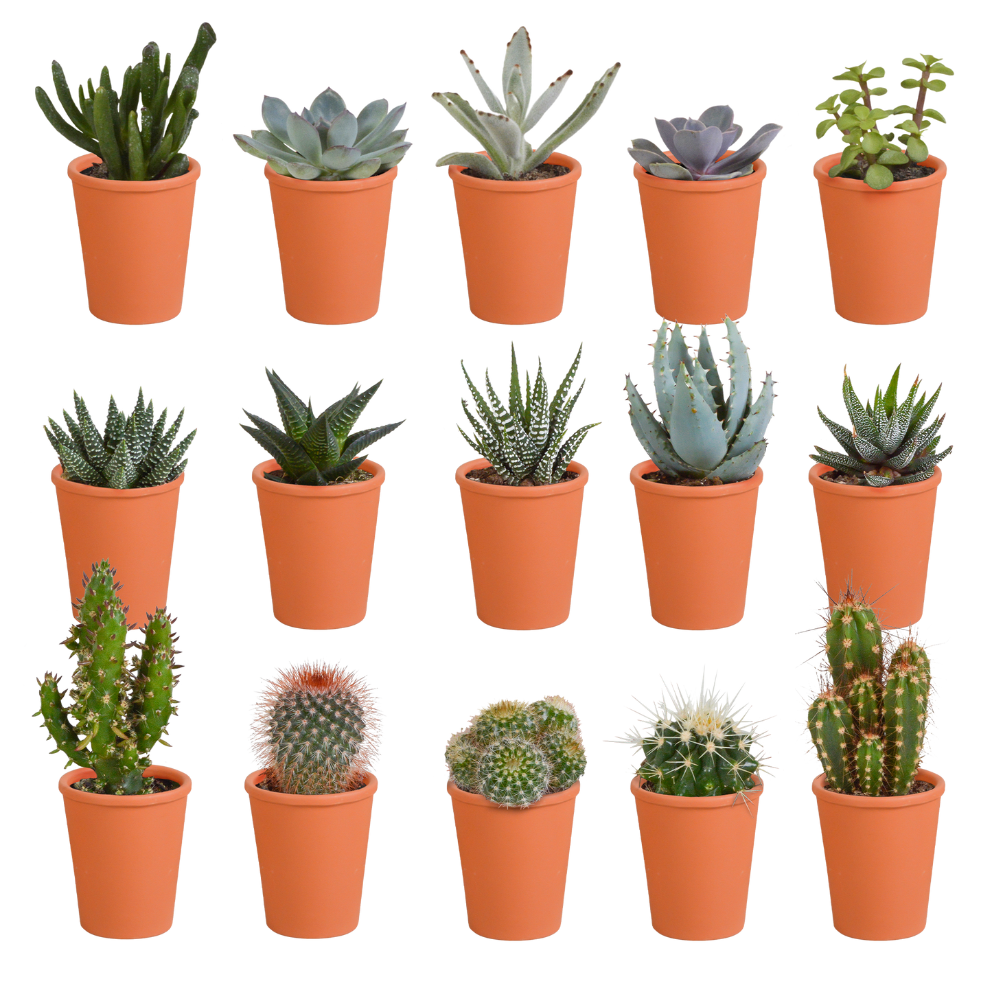 Cactus en vetplanten mix | 15 stuks - in witte pot