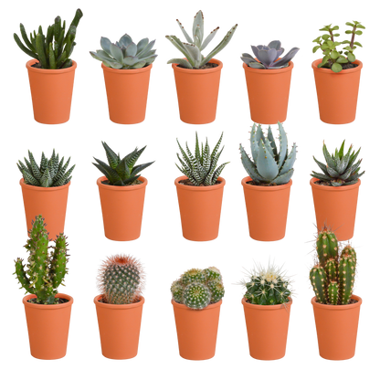 Cactus en vetplanten mix | 15 stuks - in witte pot