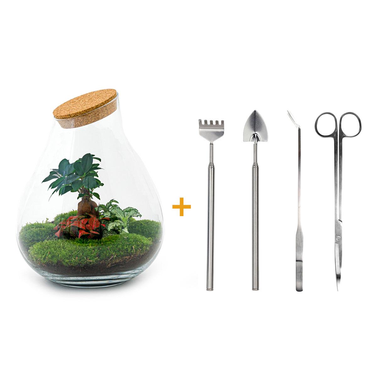 DIY terrarium - Drop XL Bonsai -↕ 37 cm - Rake + Shovel + Tweezer