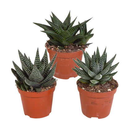 Gasteria/Haworthia mix (3 stuks) - ↕13-18cm - in terracotta pot