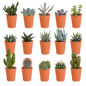 Cactus en vetplanten mix | 15 stuks - in gekleurde plasticpot