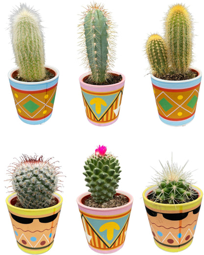 Cactus Mix - ↕8-15cm (6 Stuks) - Zonder pot