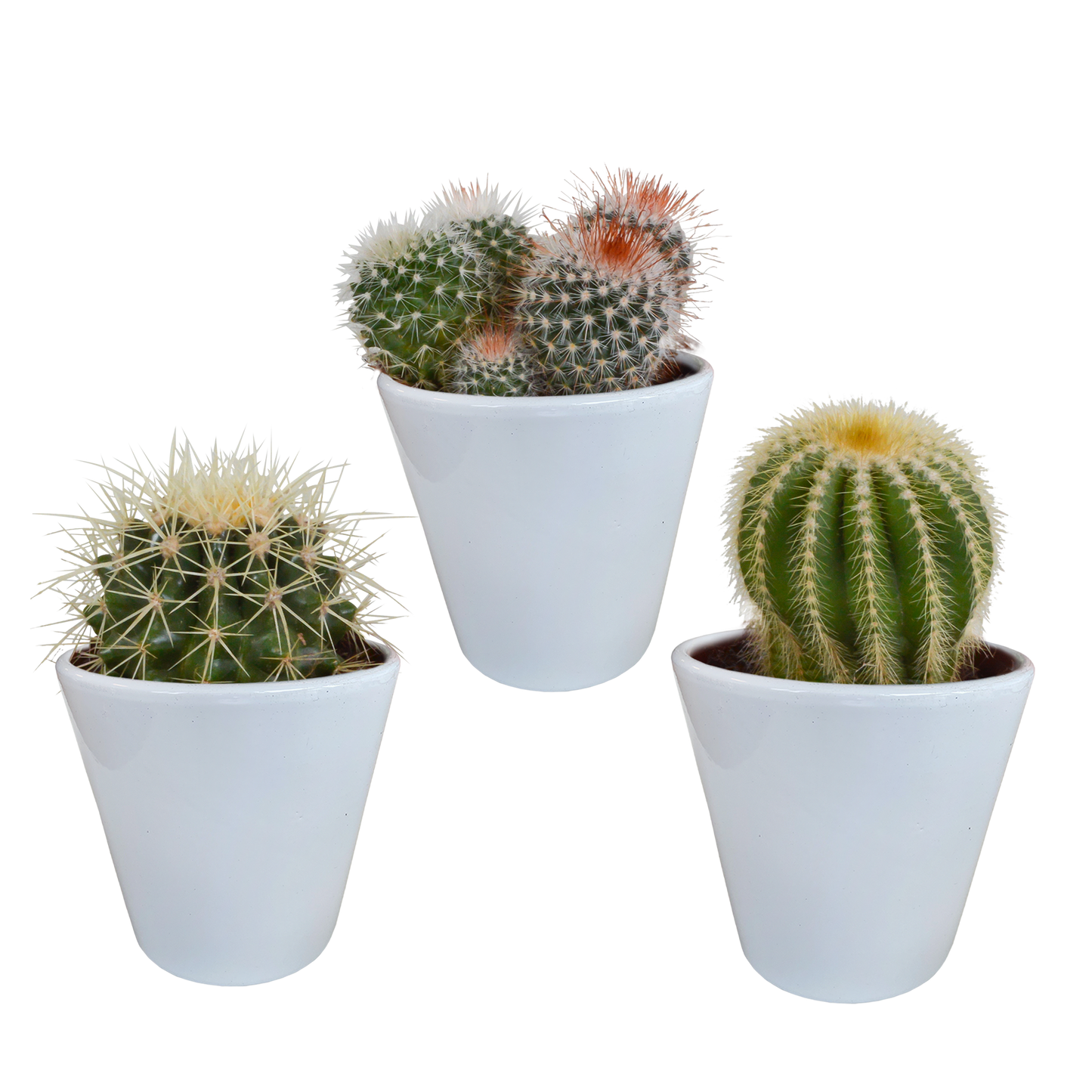 Bolcactus mix ↕12-20cm | 3 stuks - in terracotta pot