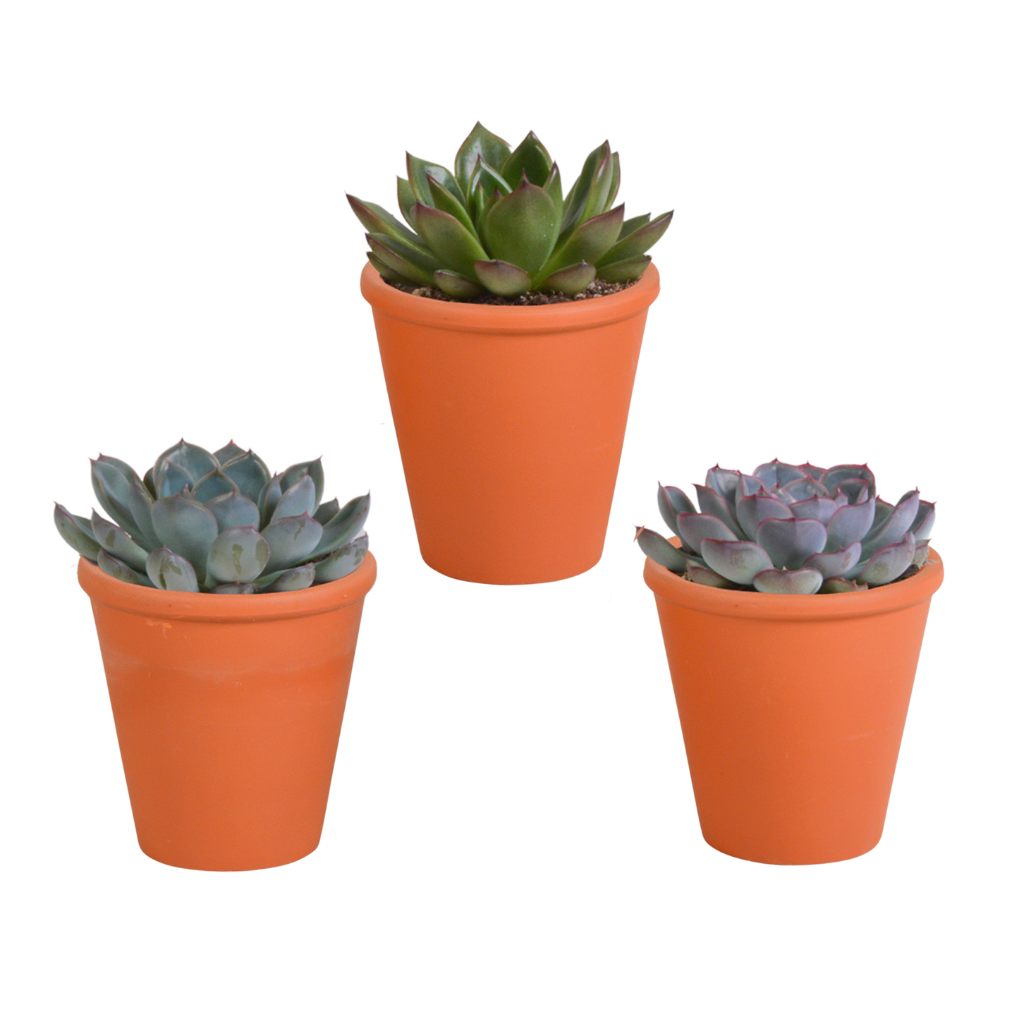 Echeveria mix (3 stuks) - ↕12-15cm - in witte pot