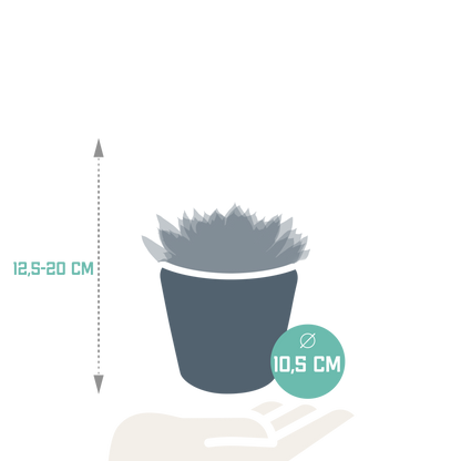 Echeveria mix (3 stuks) - ↕12,5-20cm - in witte pot
