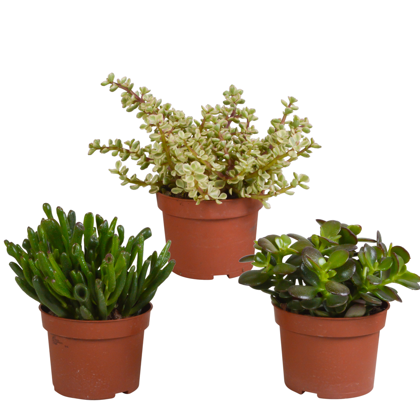 Crassula mix ↕15-20cm (3 Stuks) - in witte pot