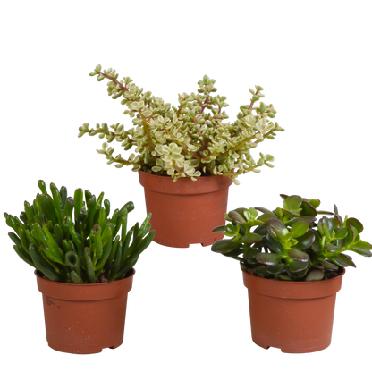 Crassula mix ↕15-20cm (3 Stuks) - in witte pot