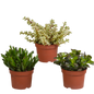 Crassula mix ↕15-20cm (3 Stuks) - in witte pot