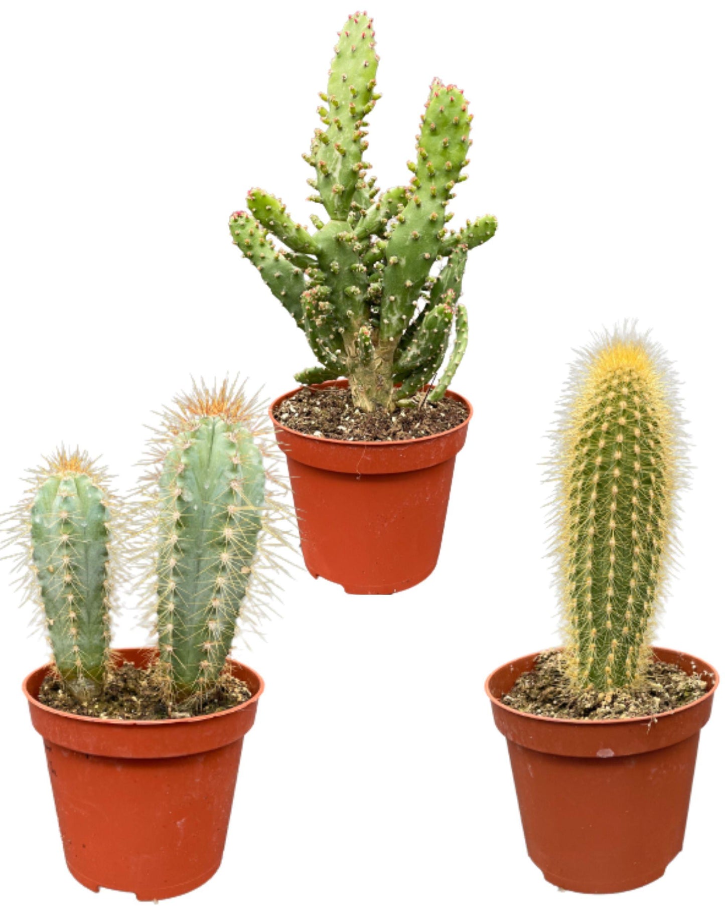 Cactus Palen Mix - ↕15-20cm (3 Stuks) - Colored Zinc