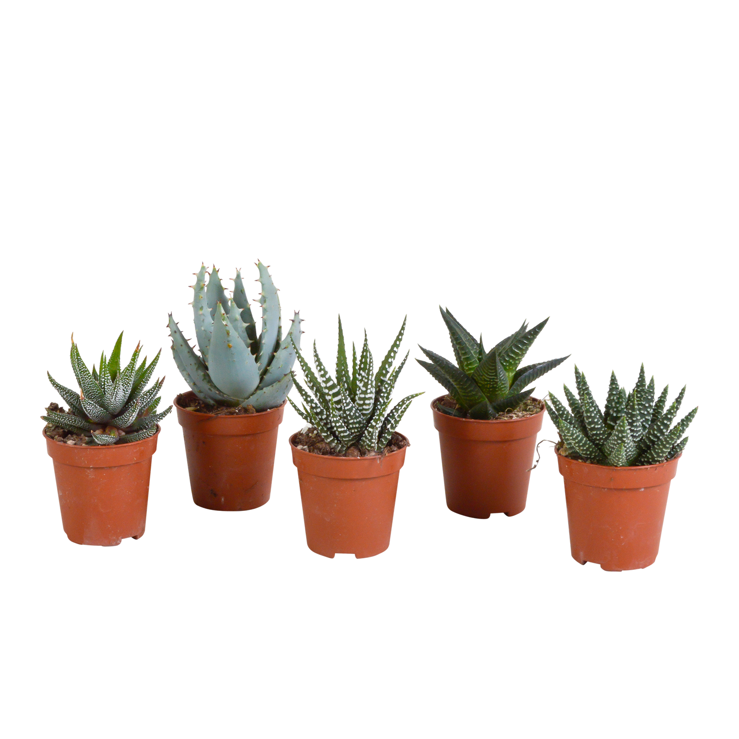 Gasteria/Haworthia mix (5 stuks) - ↕8-13cm - in gekleurde plastic pot