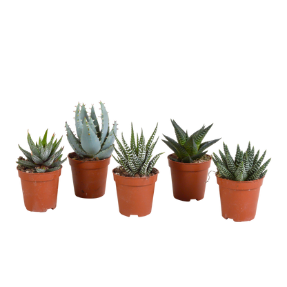 Gasteria/Haworthia mix (5 stuks) - ↕8-13cm - in gekleurde plastic pot