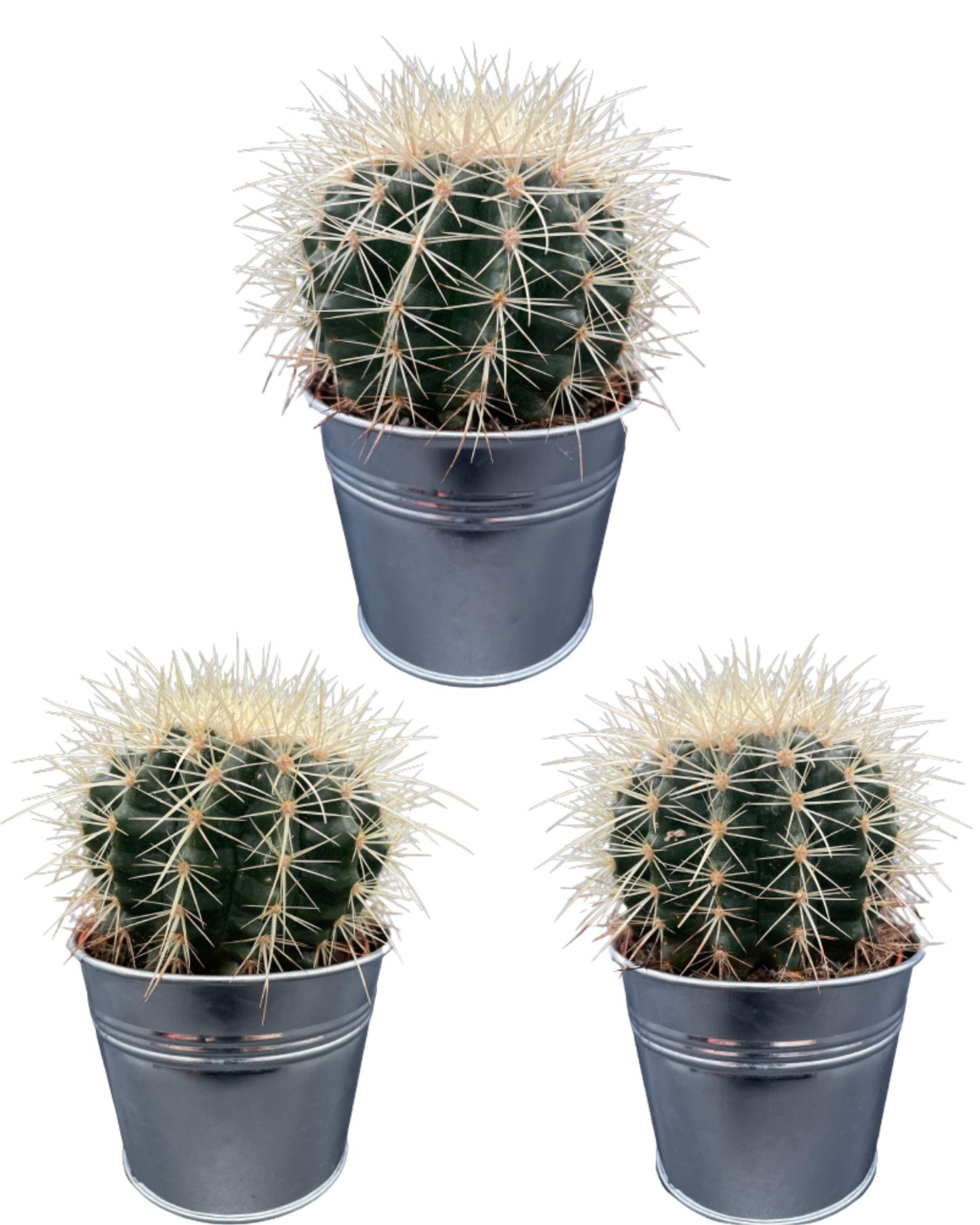 Cactus- Echiocactus Grusonii - ↕13-17 cm (3suks) - zonder pot