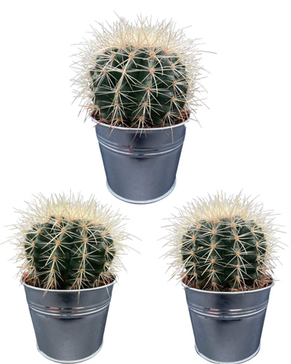 Cactus- Echiocactus Grusonii - ↕13-17 cm (3suks) - zonder pot