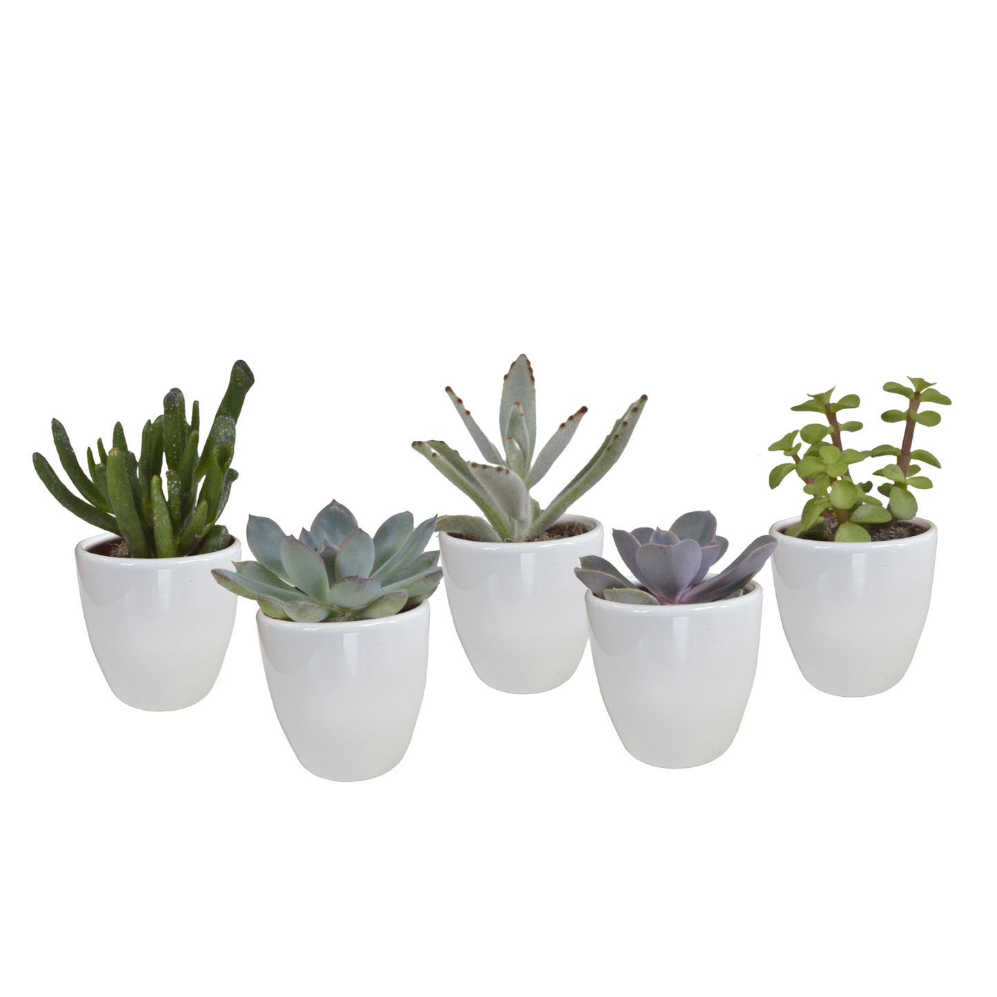 Vetplanten mix ↕10-15cm (5 Stuks) - in gekleurde plastic pot