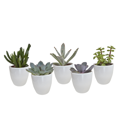 Vetplanten mix ↕10-15cm (5 Stuks) - in gekleurde plastic pot