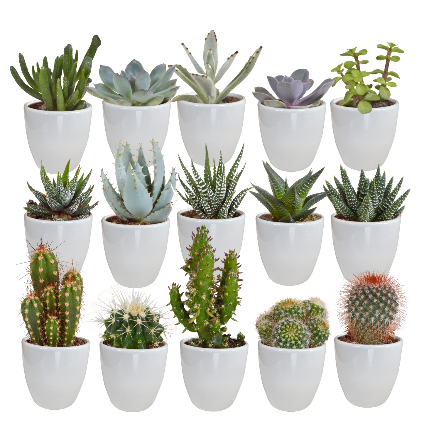 Cactus en vetplanten mix | 15 stuks - in gekleurde plasticpot