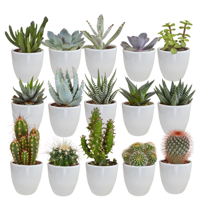 Cactus en vetplanten mix | 15 stuks - in gekleurde plasticpot