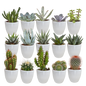 Cactus en vetplanten mix | 15 stuks - in gekleurde plasticpot