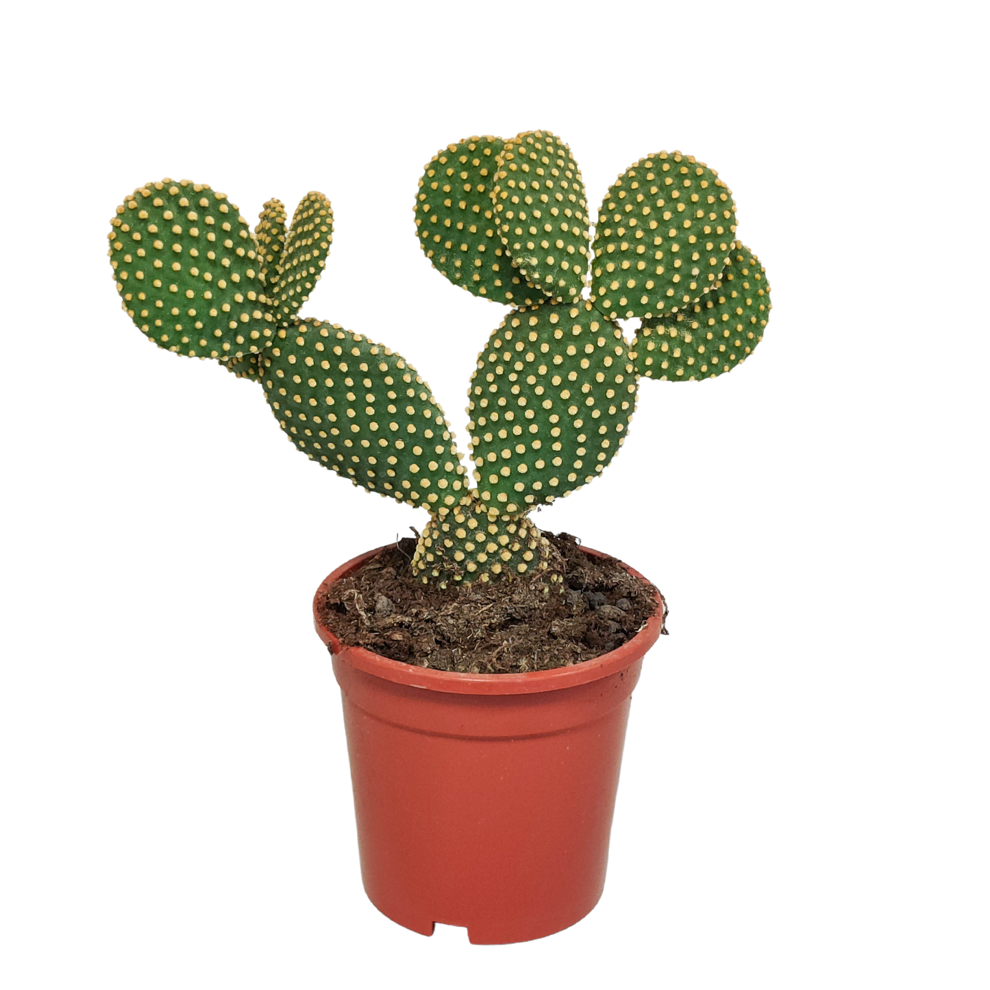 Opuntia microdasys - ↕15-30 cm - zonder pot