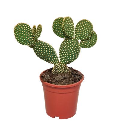 Opuntia microdasys - ↕15-30 cm - zonder pot