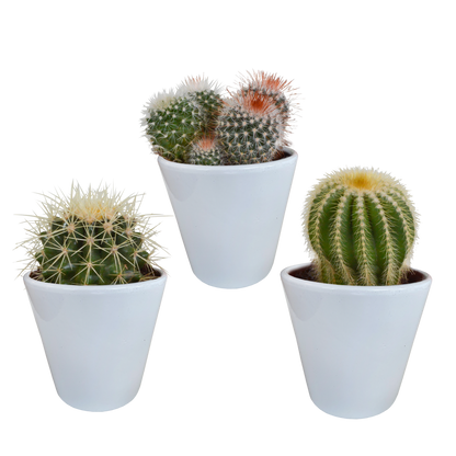 Bolcactus mix ↕12-20cm | 3 stuks - in Mexicaanse pot